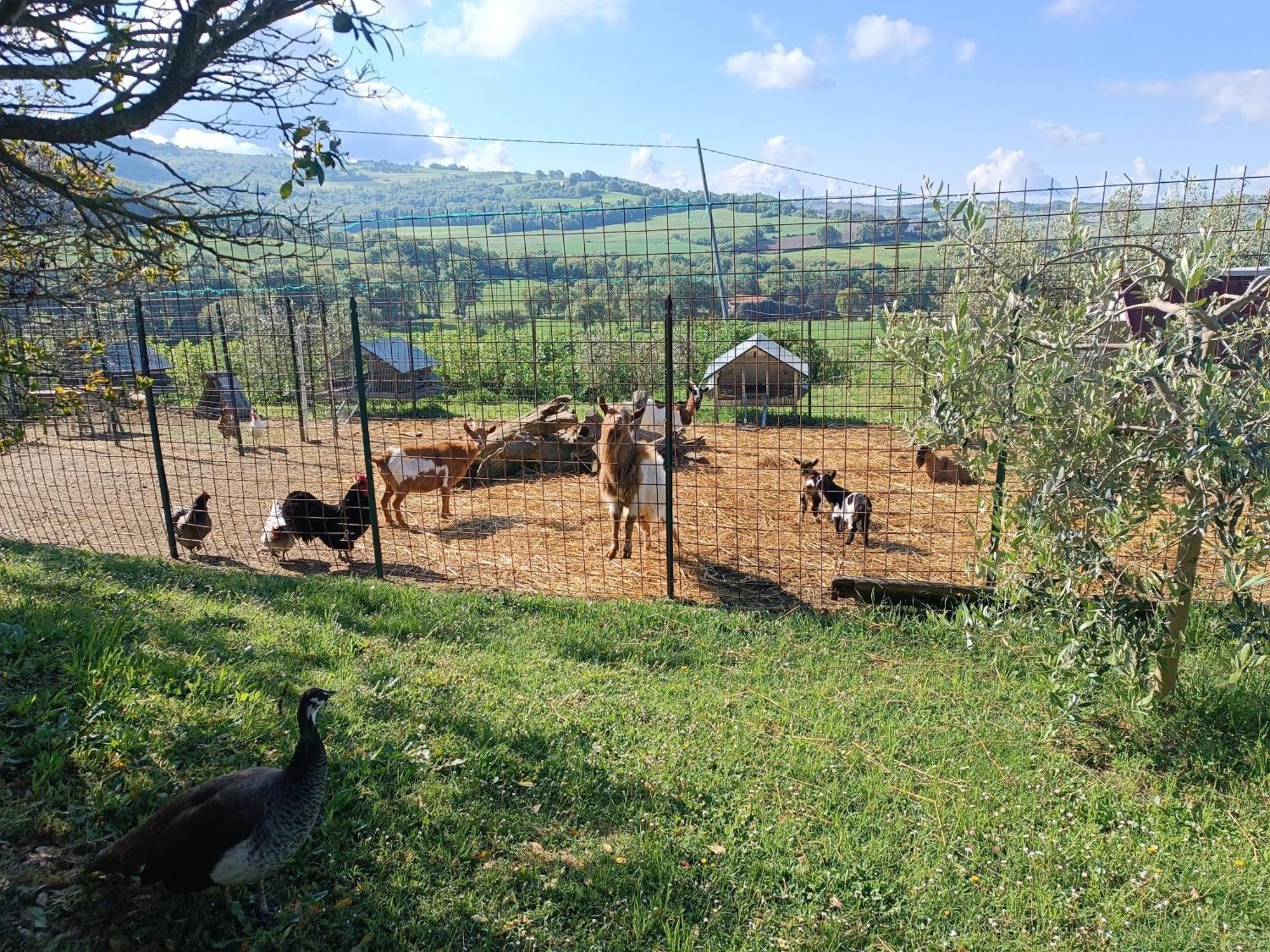 La Piccola Fattoria Villa Todi Kültér fotó