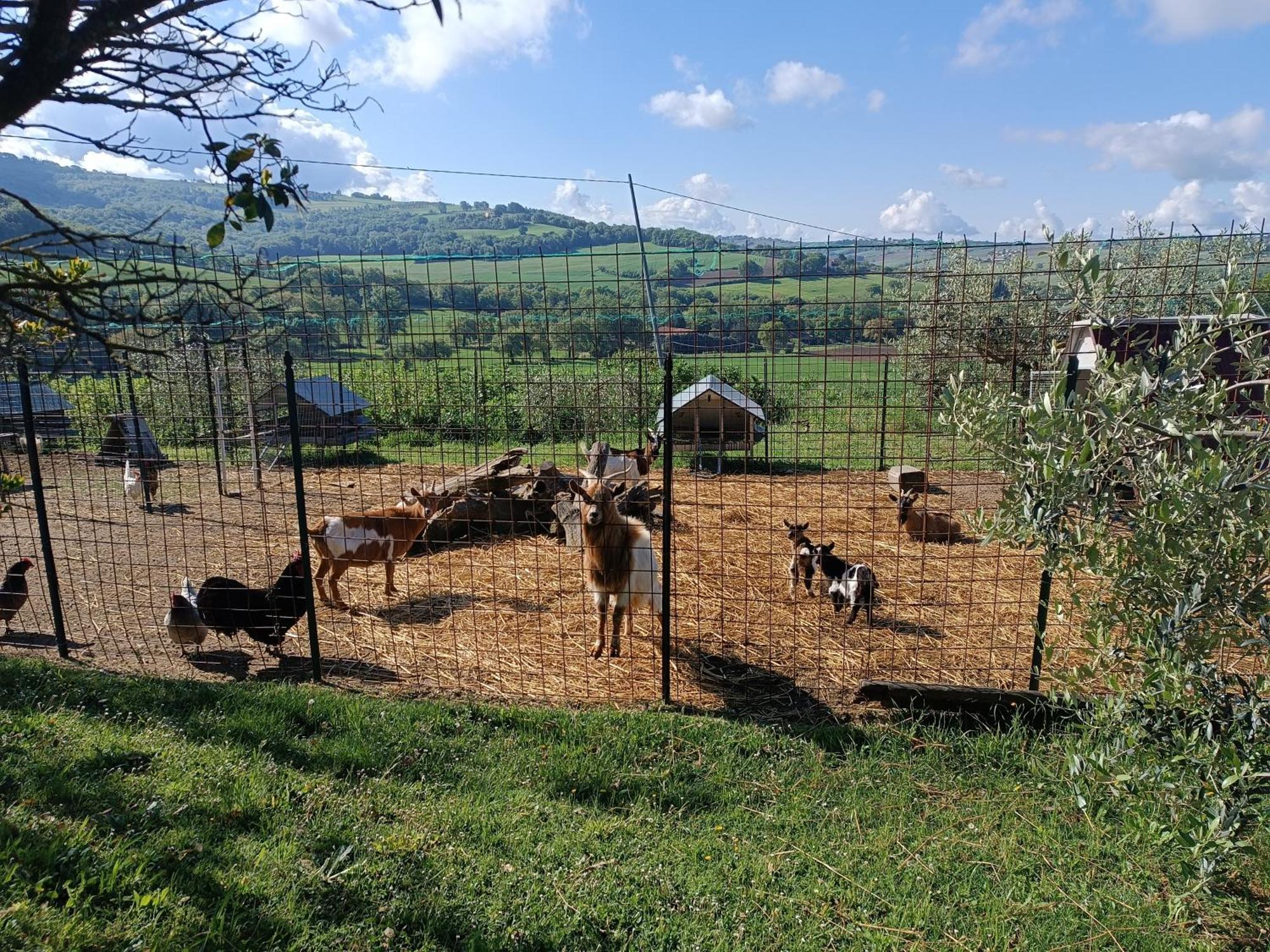 La Piccola Fattoria Villa Todi Kültér fotó